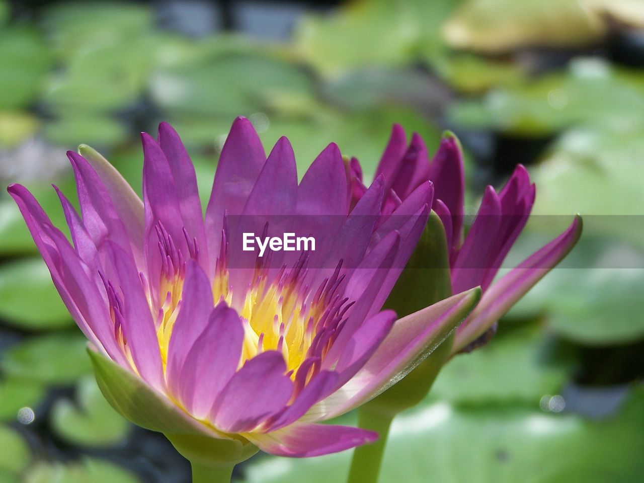 CLOSE-UP OF WATER LILY