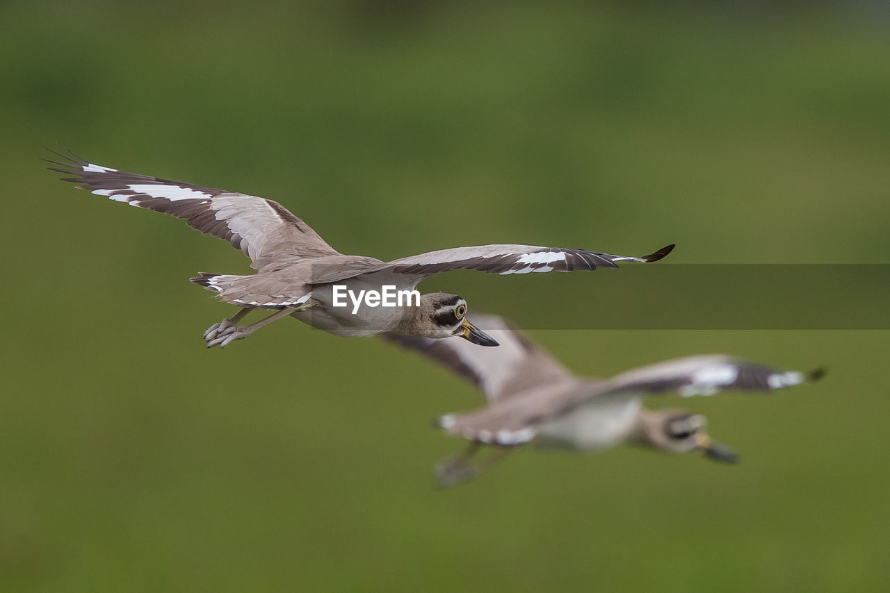 Close-up of birds flying mid-air