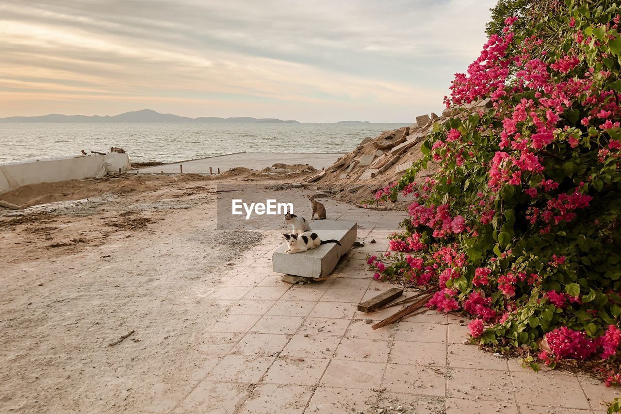 Scenic view of beach by sea against sky