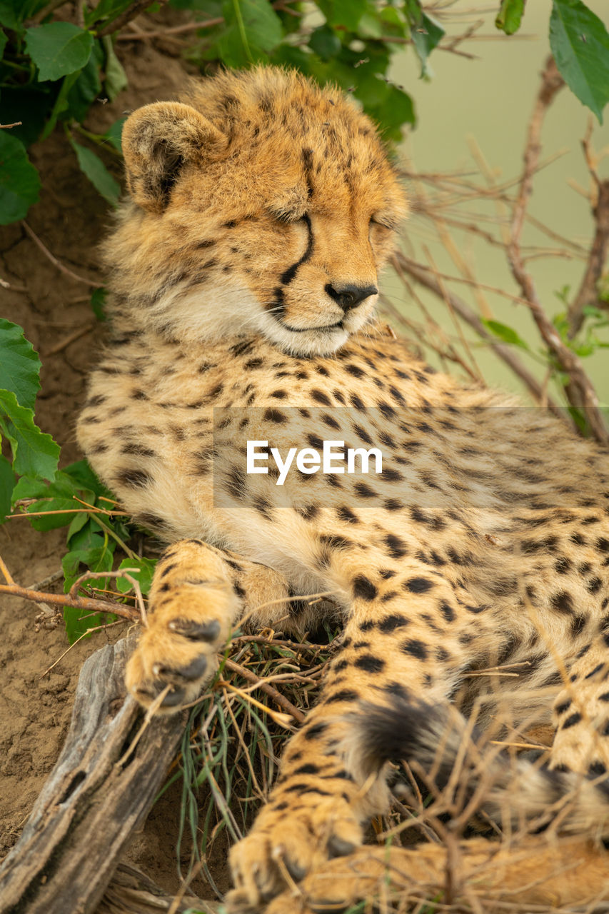 Cheetah cub lies asleep on termite mound