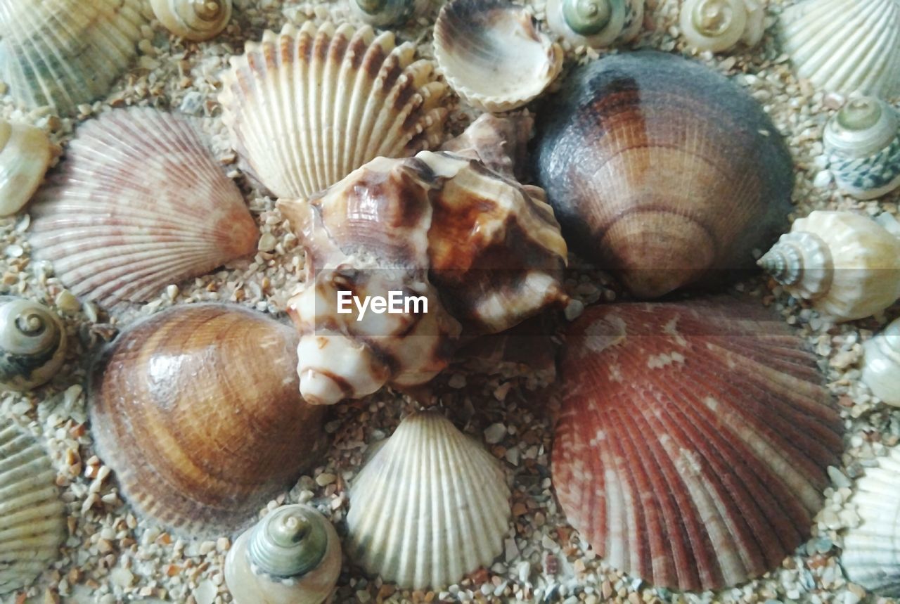 HIGH ANGLE VIEW OF SHELLS