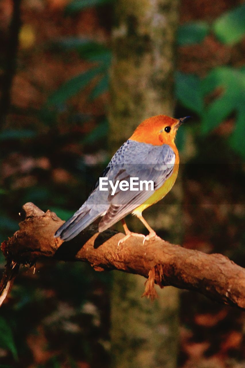 Close-up of bird perching on branch