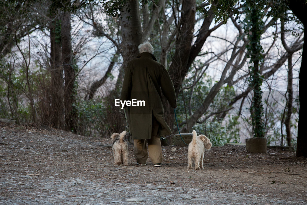 Old man walking his dogs