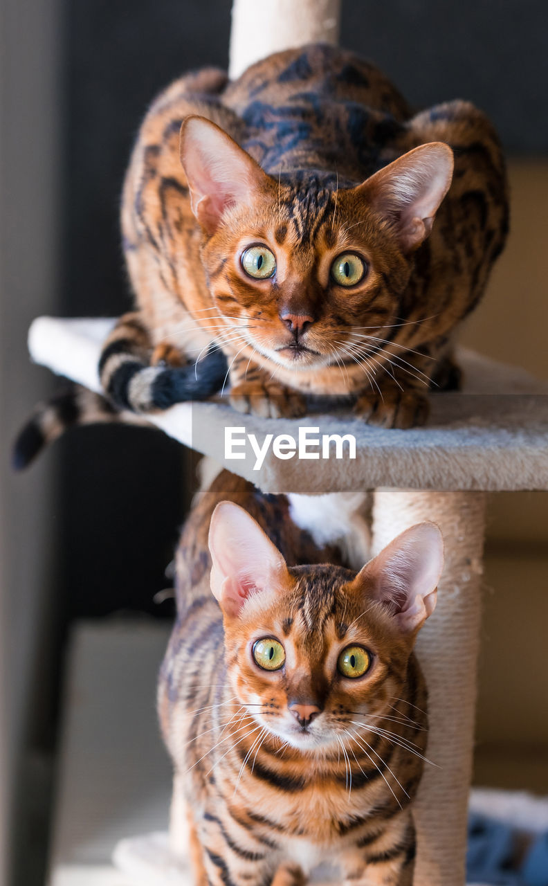 cat, animal themes, animal, mammal, pet, domestic animals, felidae, domestic cat, looking at camera, portrait, one animal, feline, small to medium-sized cats, kitten, indoors, no people, whiskers, cute, carnivore, close-up, young animal, front view, sitting, fun, animal body part, focus on foreground