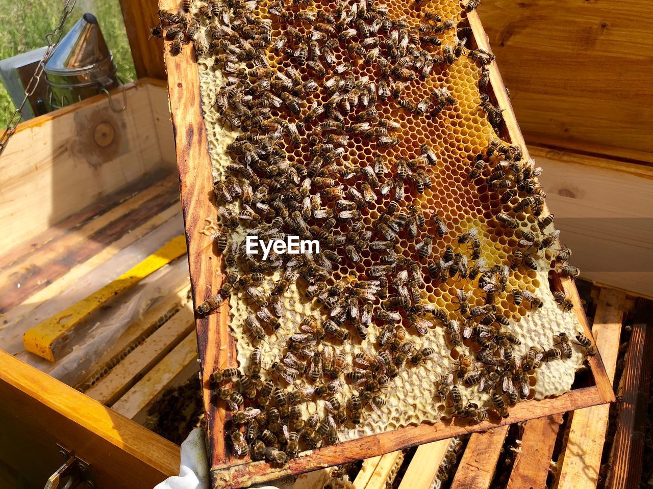 HIGH ANGLE VIEW OF BEE ON WOODEN FLOOR