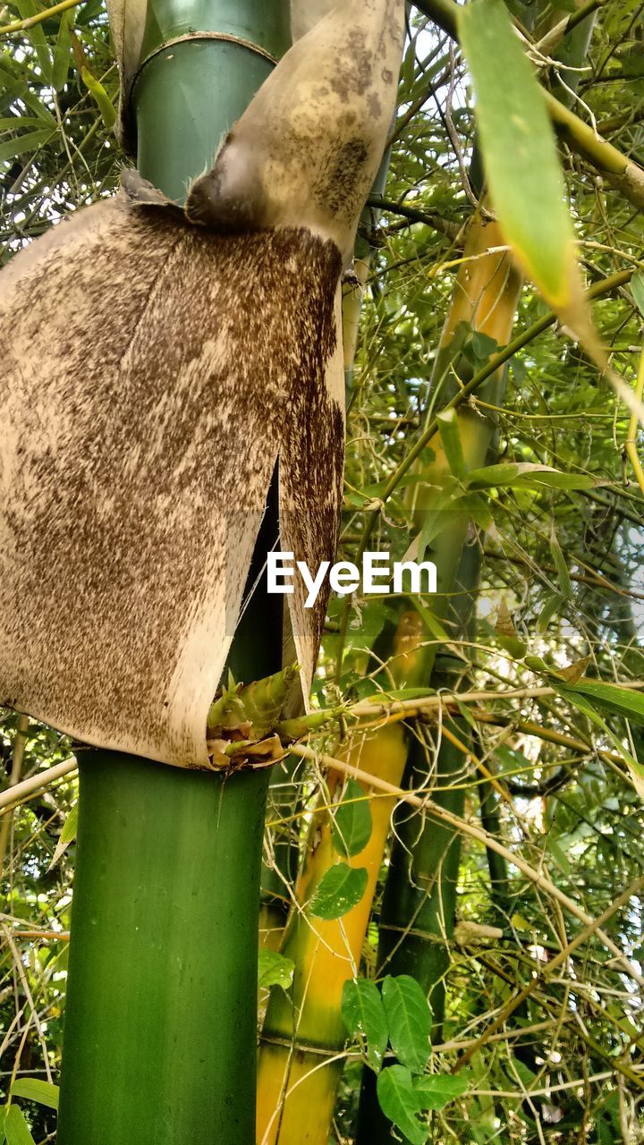 LOW ANGLE VIEW OF TREE AGAINST BLURRED BACKGROUND