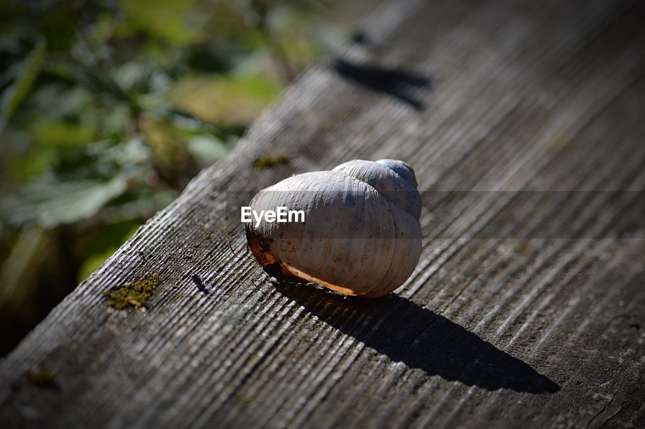 SNAIL ON WOOD