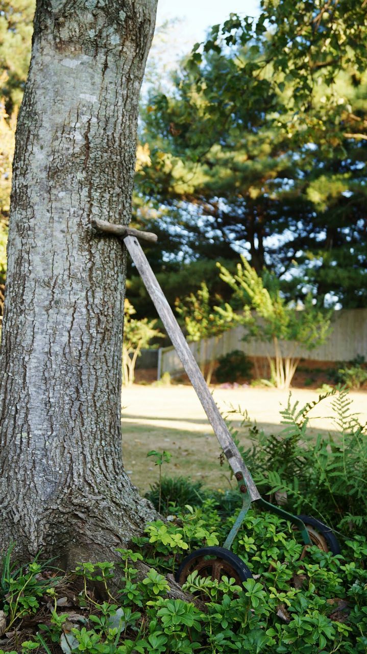 TREES IN PARK