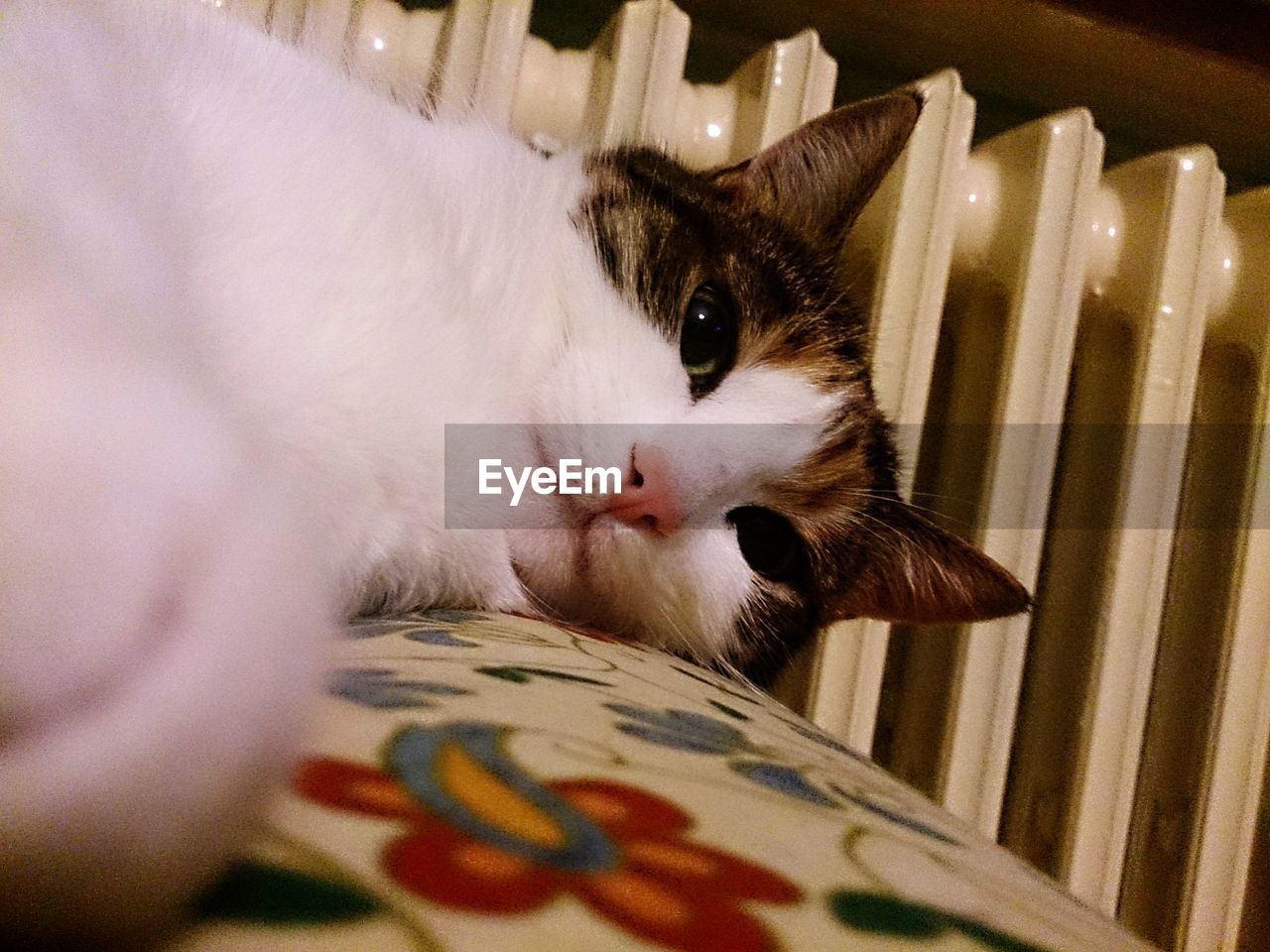 CLOSE-UP OF CAT RESTING ON BED