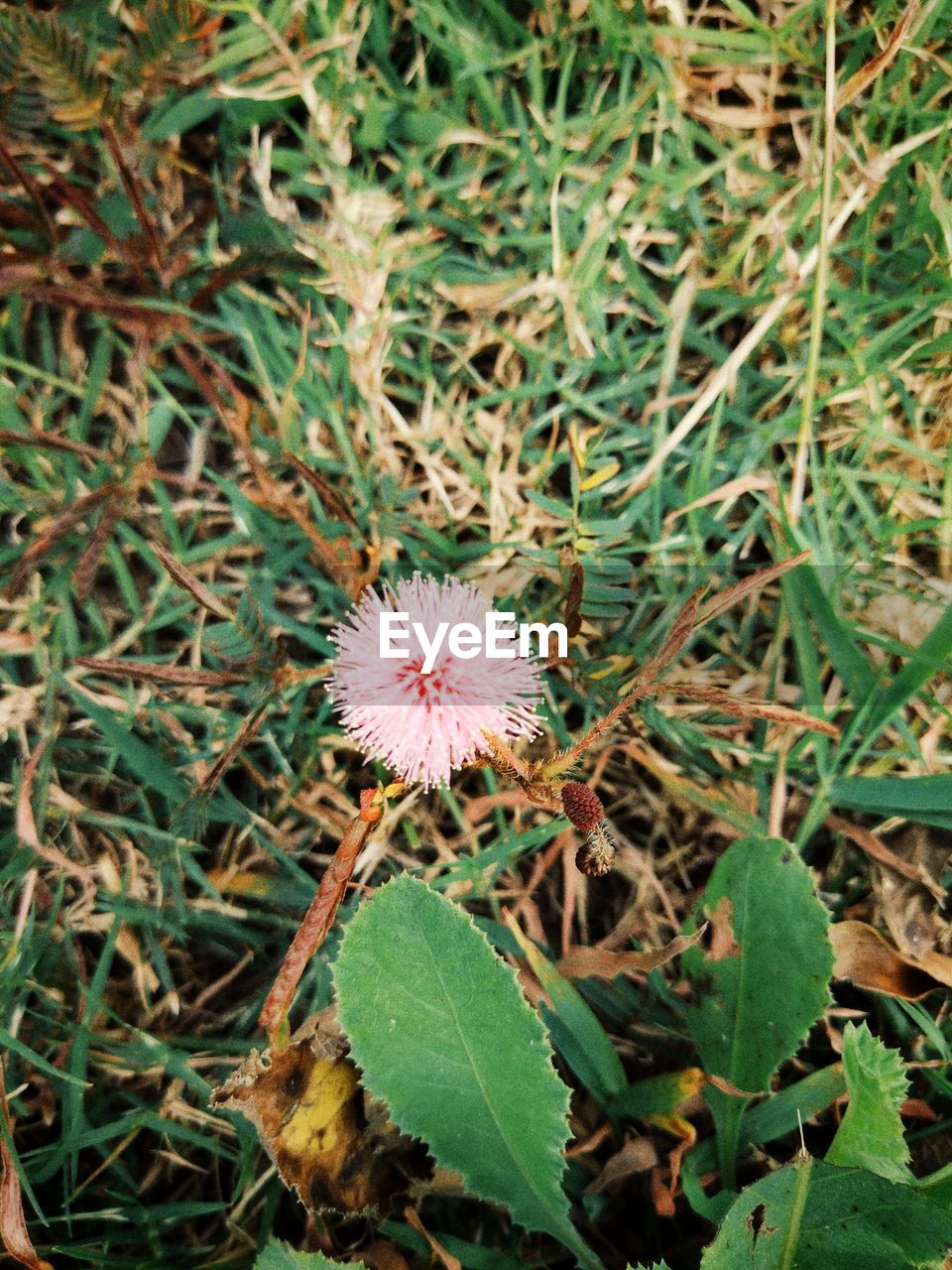 CLOSE-UP OF FLOWERS BLOOMING