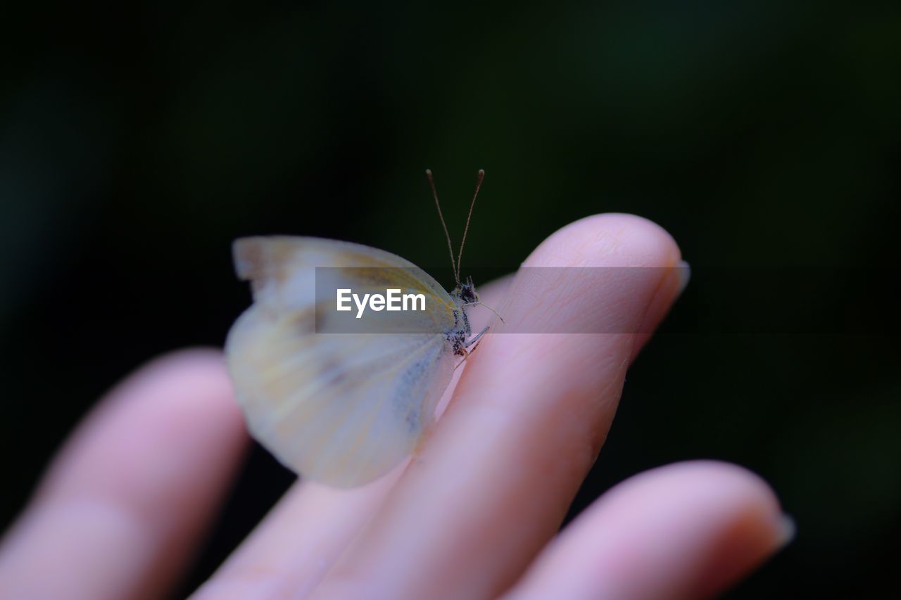 Close-up of butterfly on cropped hand against black background