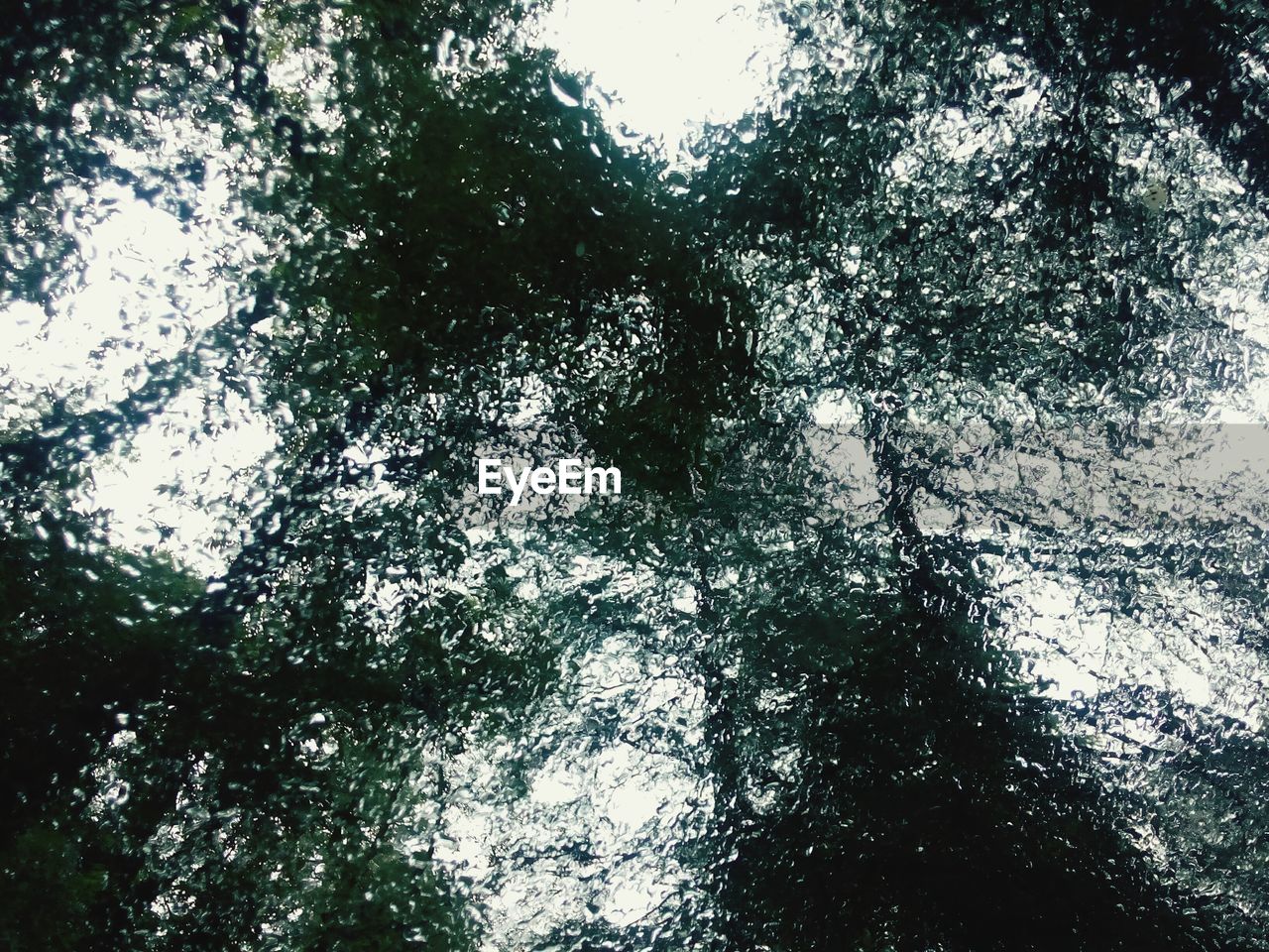 LOW ANGLE VIEW OF TREES AGAINST SKY