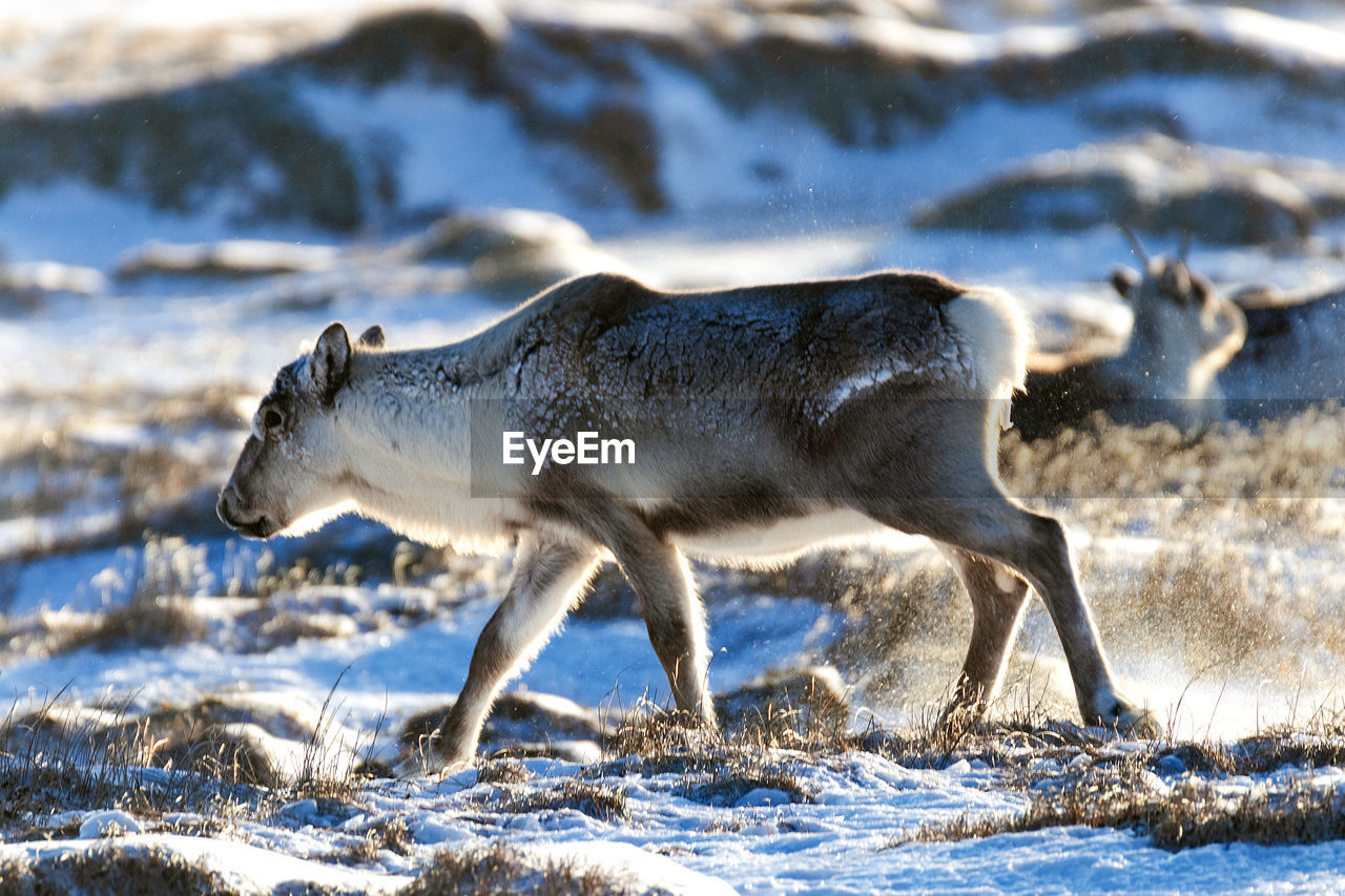 SIDE VIEW OF AN ANIMAL ON SNOW