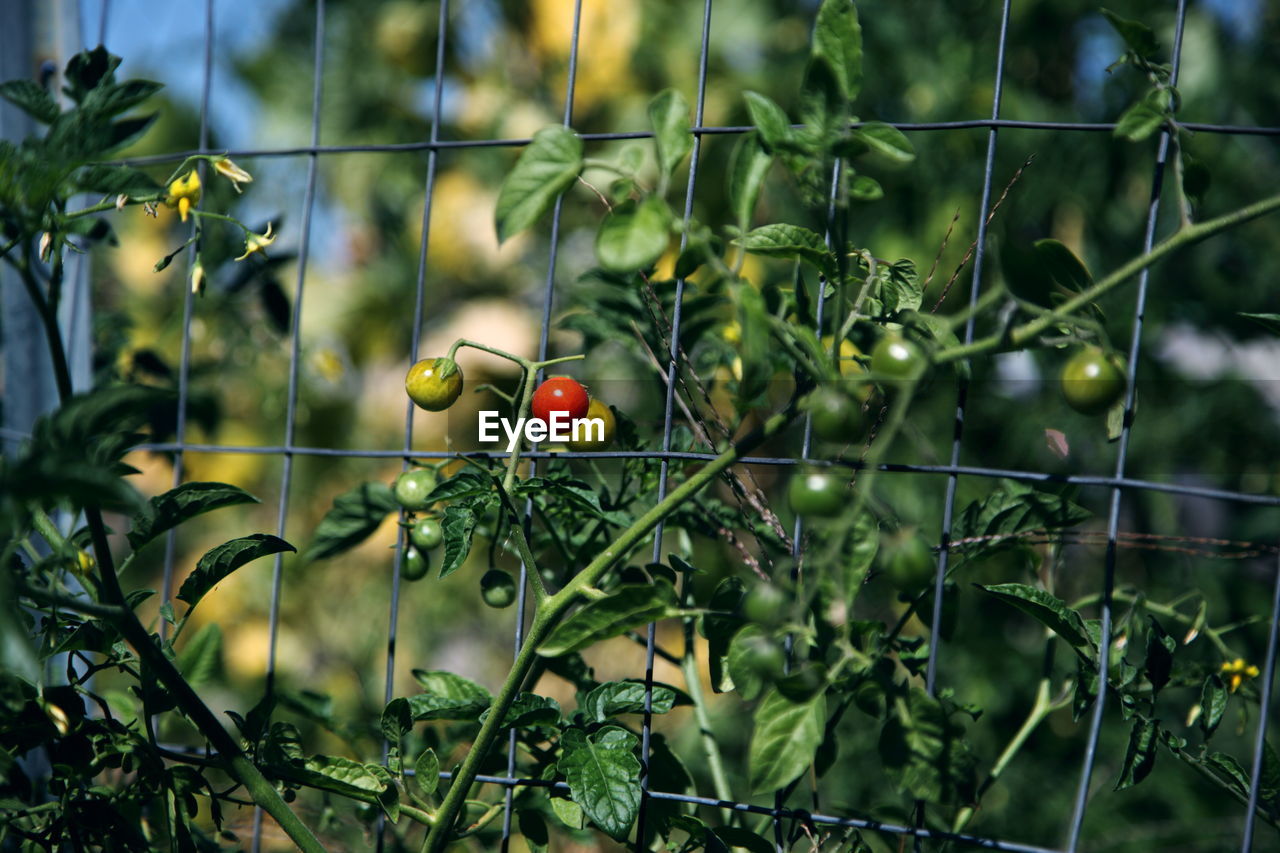 Close-up of tomatoes growing on plant by fence