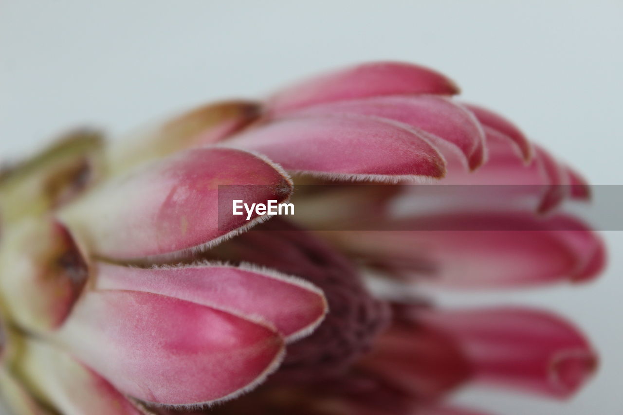 Close-up of pink flower