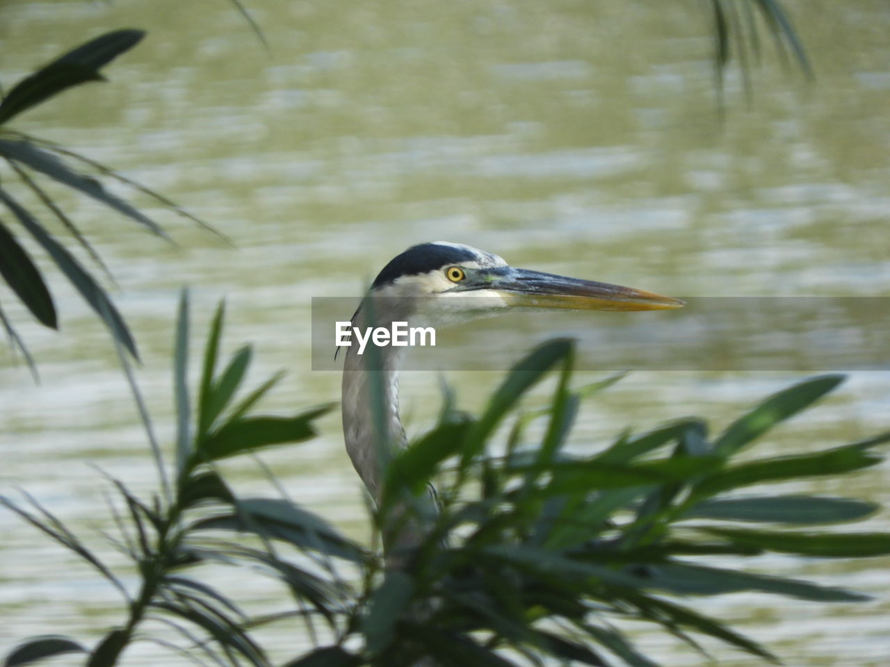 View of a bird in lake