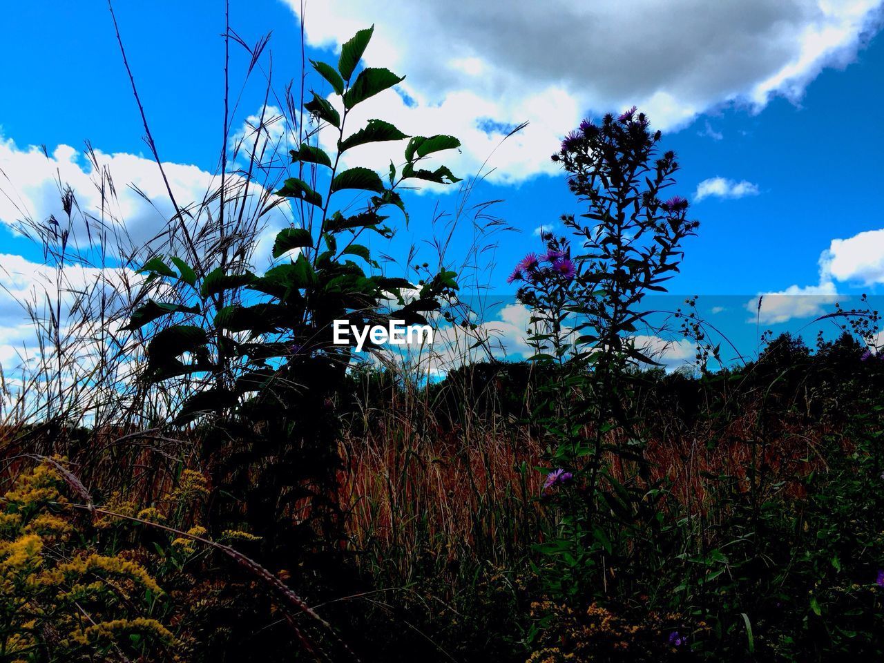 VIEW OF LANDSCAPE AGAINST BLUE SKY