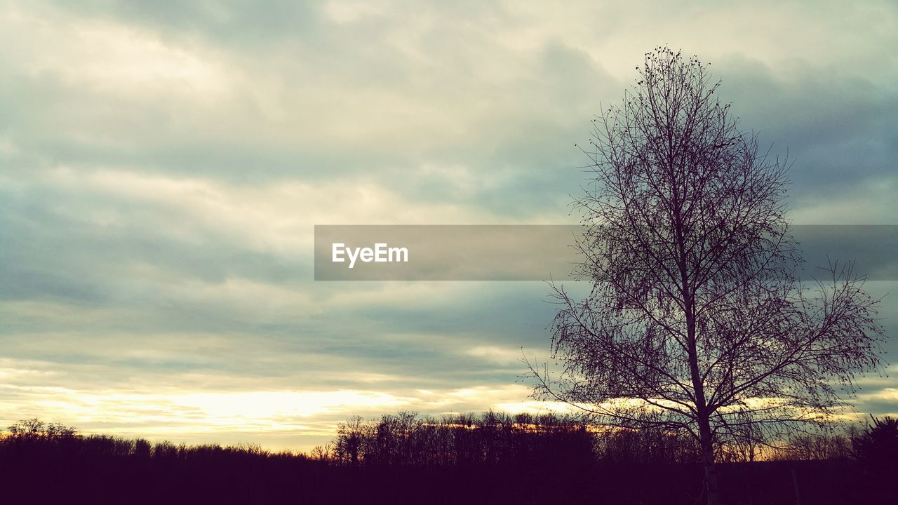 SILHOUETTE OF TREES AGAINST CLOUDY SKY