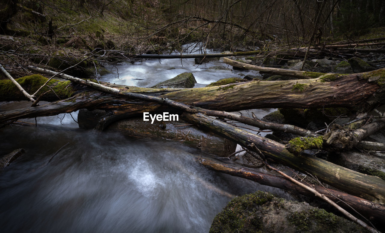 Tree trunks lying across a river in a wild forest