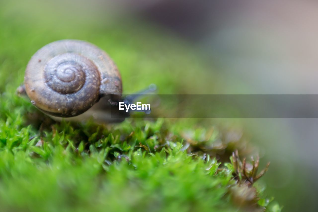 Close-up of snail on grass