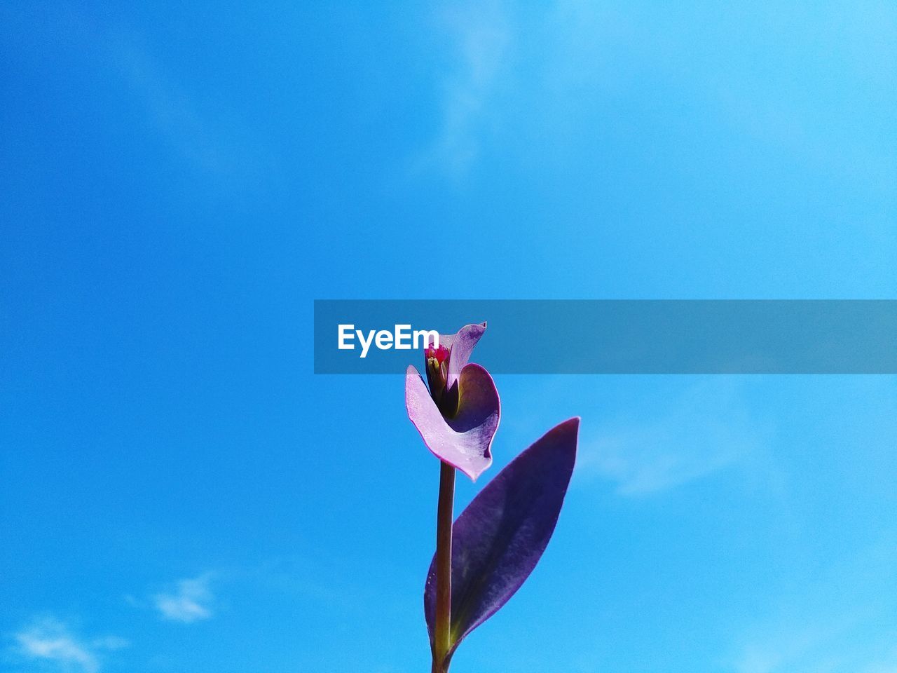 Low angle view of pink flower against blue sky
