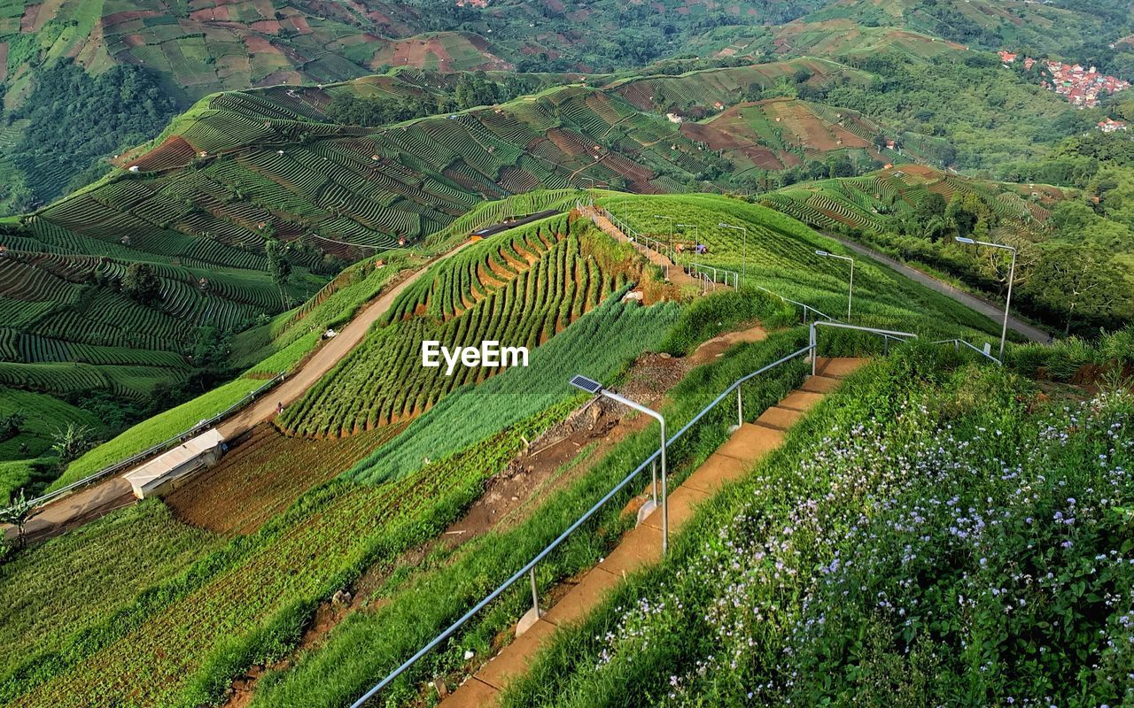 High angle view of rice field