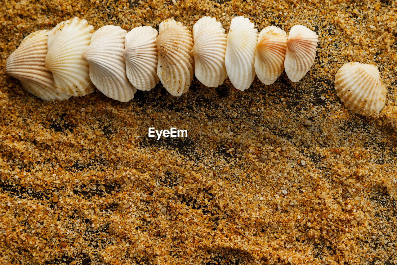 shell, land, seashell, animal, sand, beach, animal wildlife, cockle, animal shell, no people, nature, animal themes, high angle view, beauty in nature, sea, close-up, wildlife, outdoors, day, clam, leaf, pattern