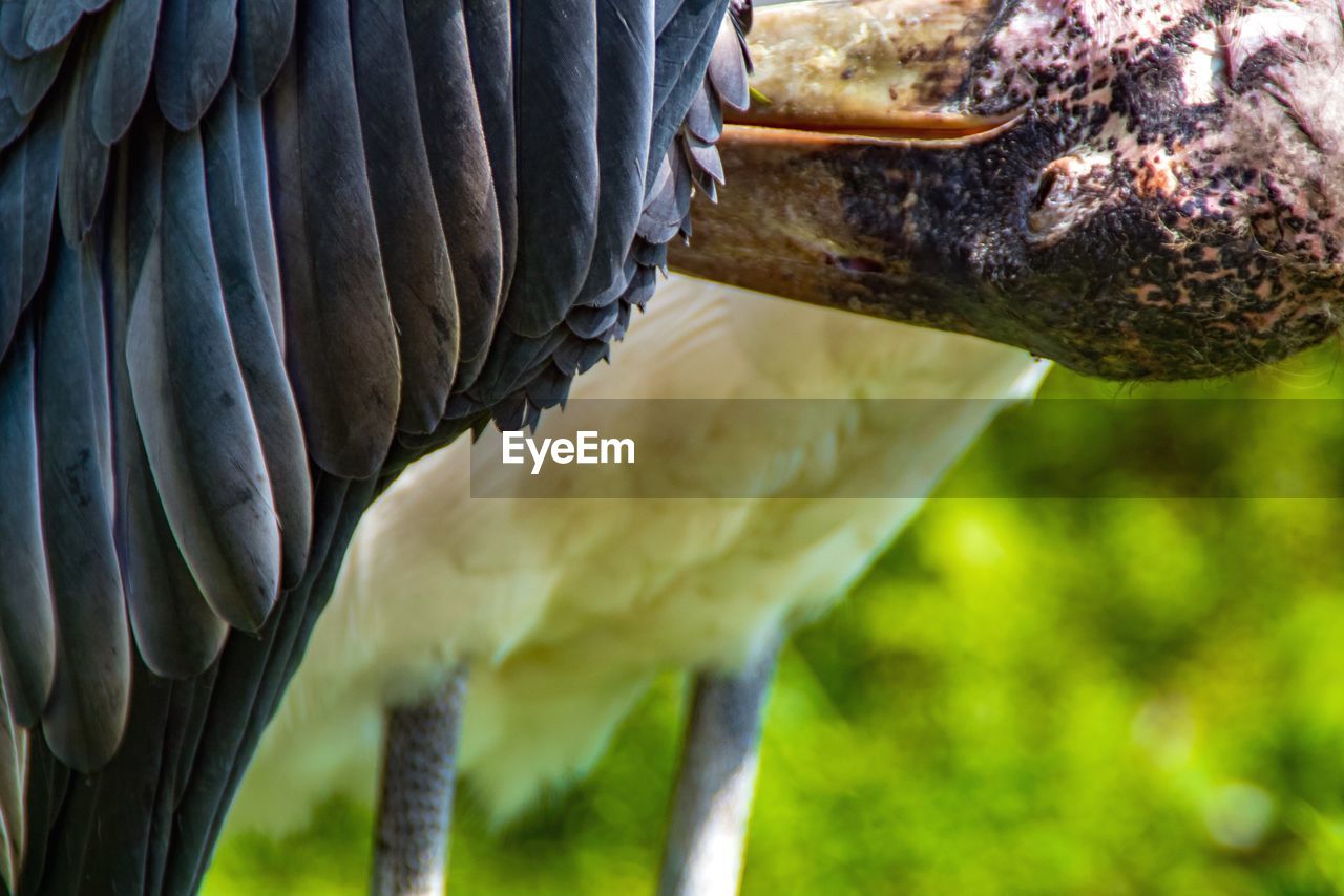 Close-up of bird eating outdoors