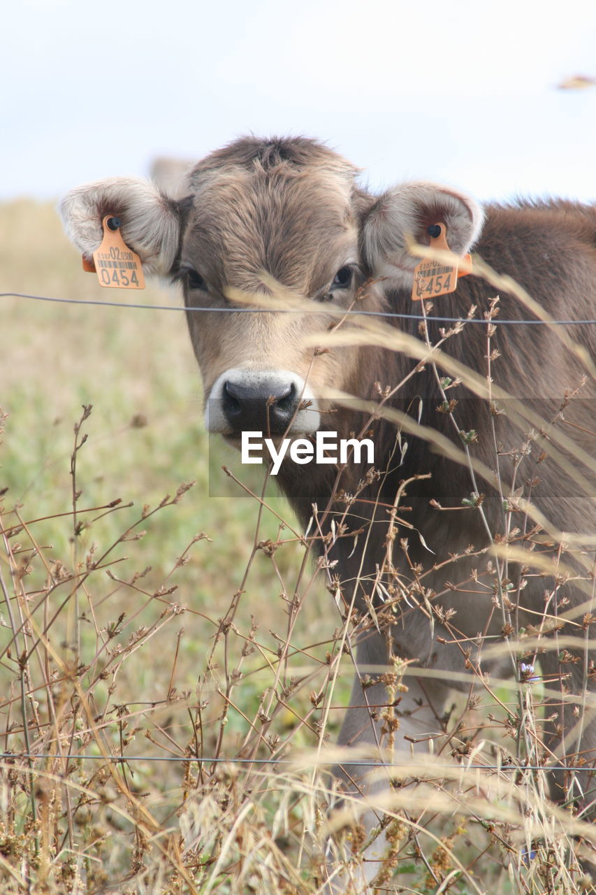 Close-up portrait of a cow