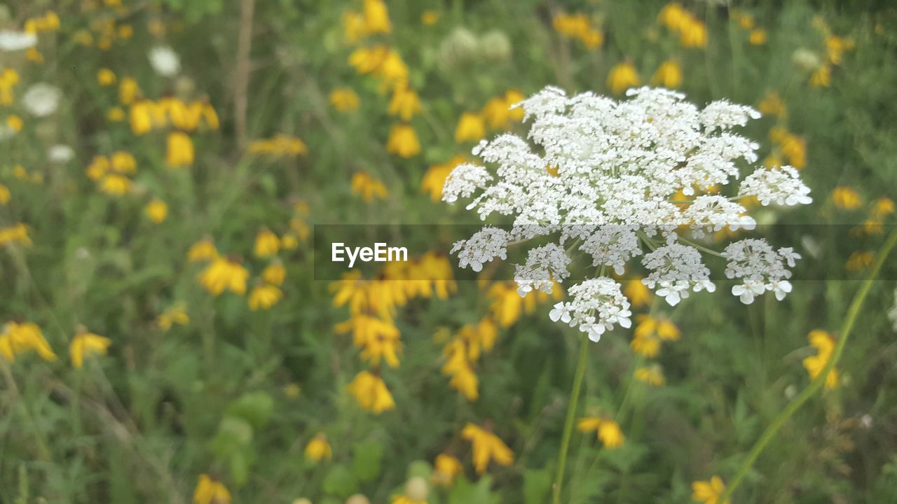 Close-up of yellow flowers