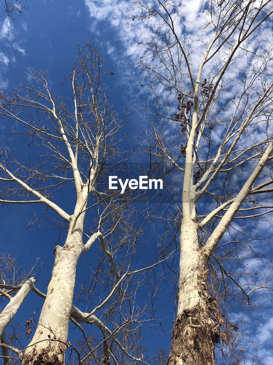 LOW ANGLE VIEW OF BARE TREES AGAINST SKY