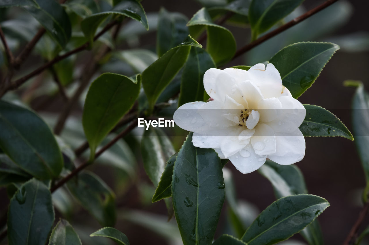 plant, flower, flowering plant, leaf, plant part, beauty in nature, petal, freshness, growth, flower head, white, inflorescence, nature, fragility, close-up, gardenia, camellia sasanqua, shrub, blossom, theaceae, botany, no people, springtime, outdoors, tree, focus on foreground, japanese camellia, pollen, rose
