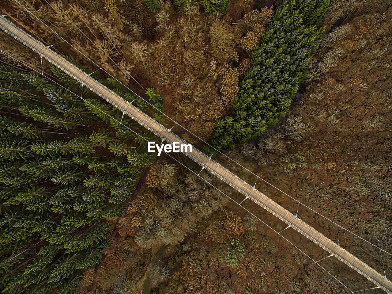 Aerial view of footbridge over forest