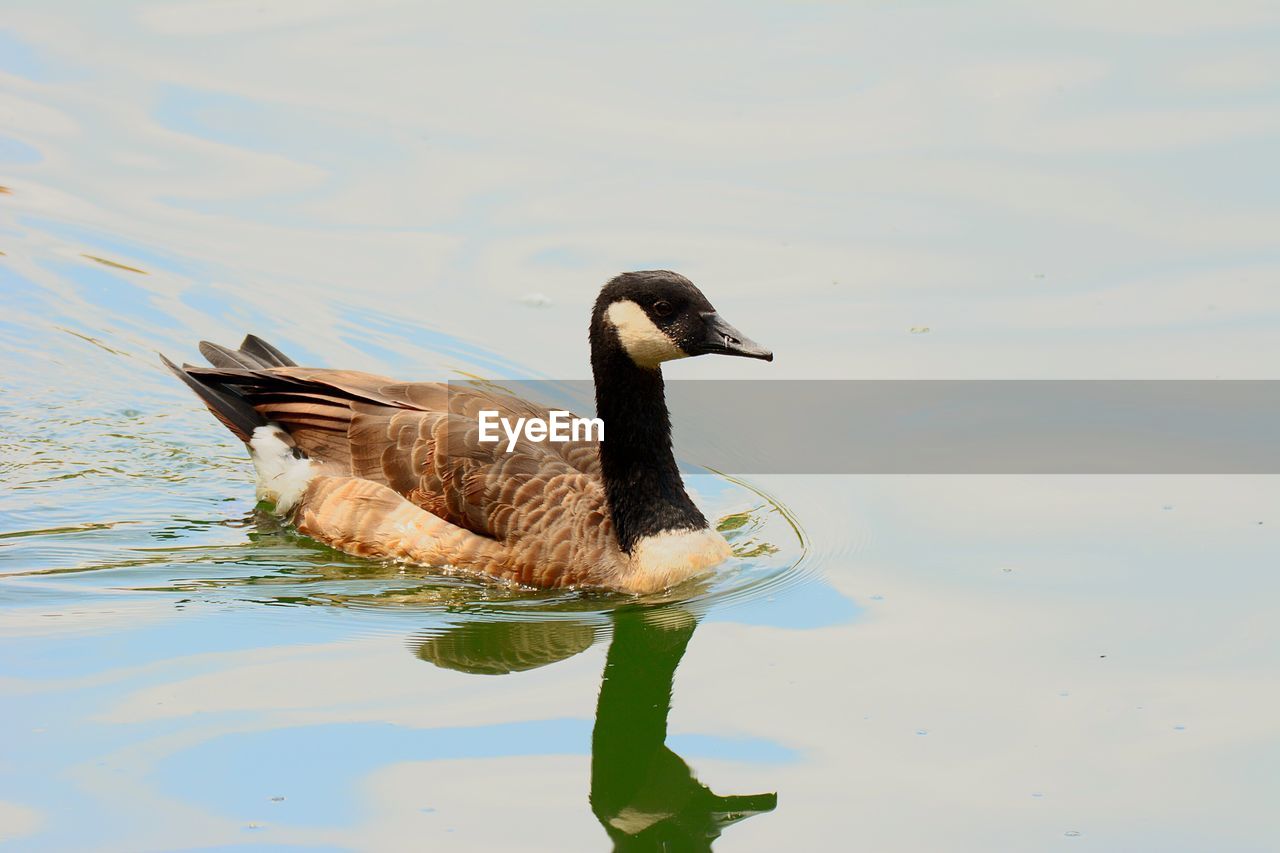 CLOSE-UP OF MALLARD DUCK SWIMMING IN LAKE