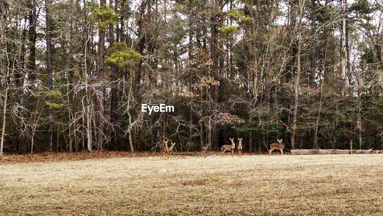 VIEW OF TREES IN FOREST