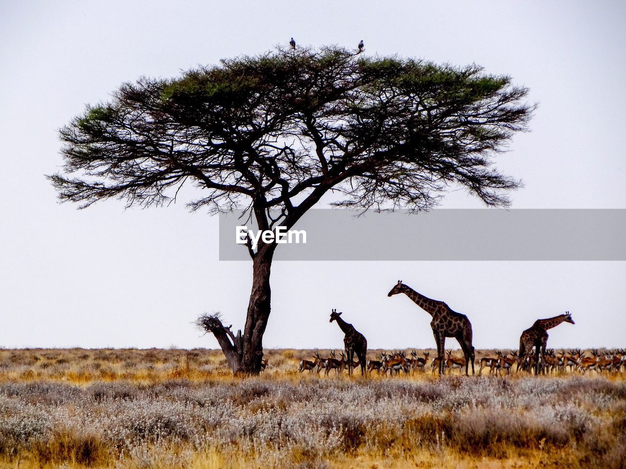 Giraffes by tree on field against clear sky