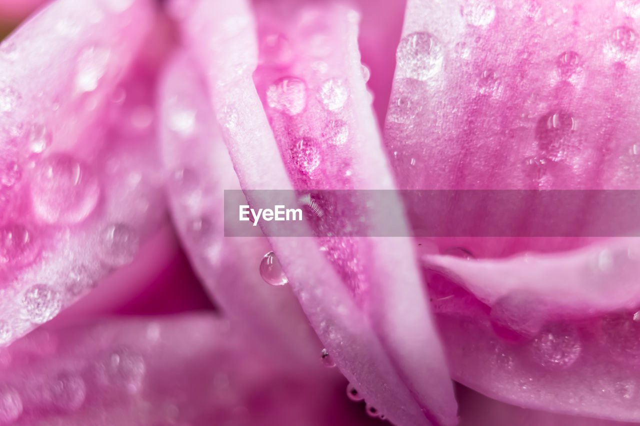 CLOSE-UP OF RAINDROPS ON PINK ROSE FLOWER