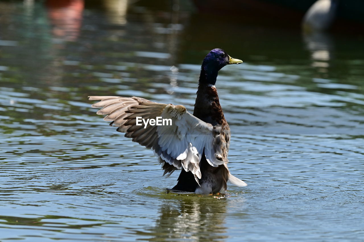 animal themes, animal, bird, animal wildlife, wildlife, water, ducks, geese and swans, water bird, one animal, duck, flying, lake, nature, spread wings, beak, goose, no people, animal wing, day, waterfront, wing, animal body part, outdoors, reflection, focus on foreground