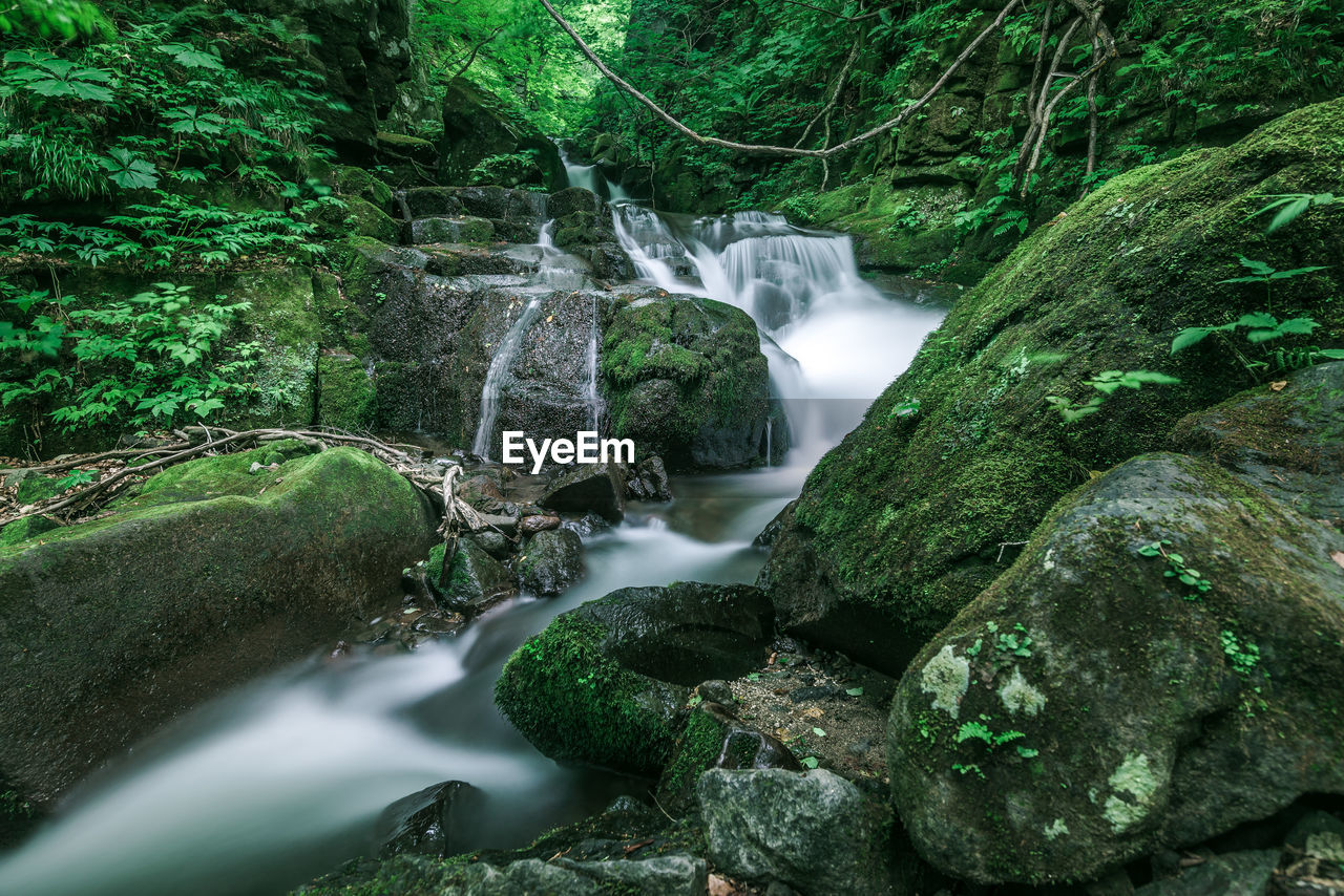 Close-up of waterfall in forest