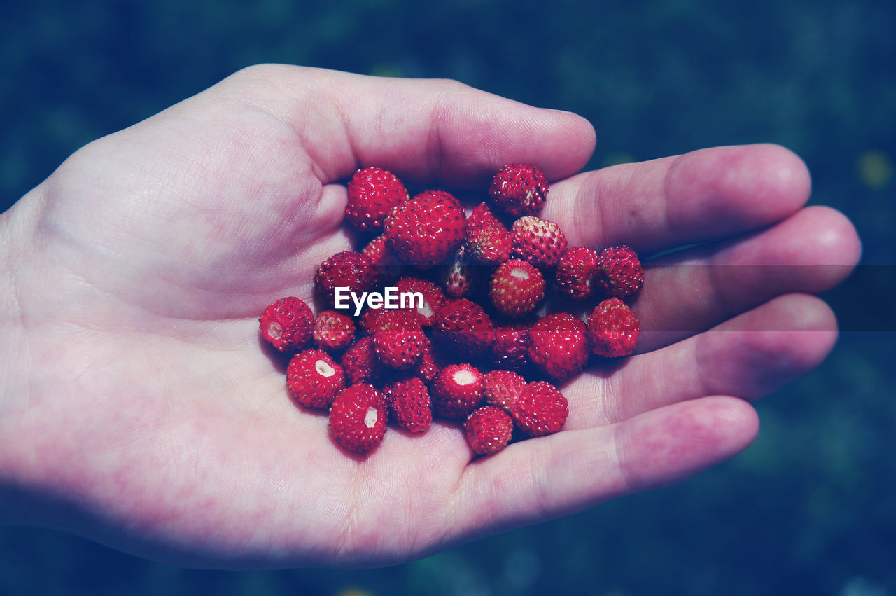 Close-up of hand holding wild strawberries