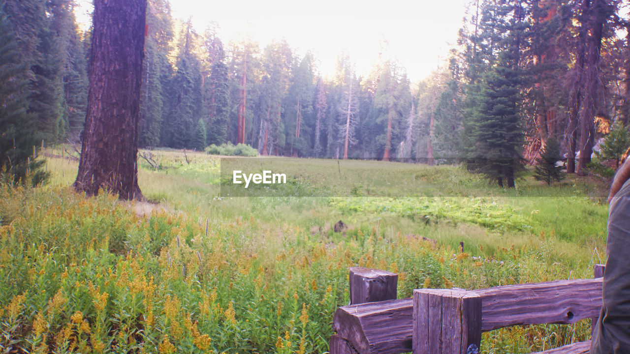 TREES ON GRASSY FIELD