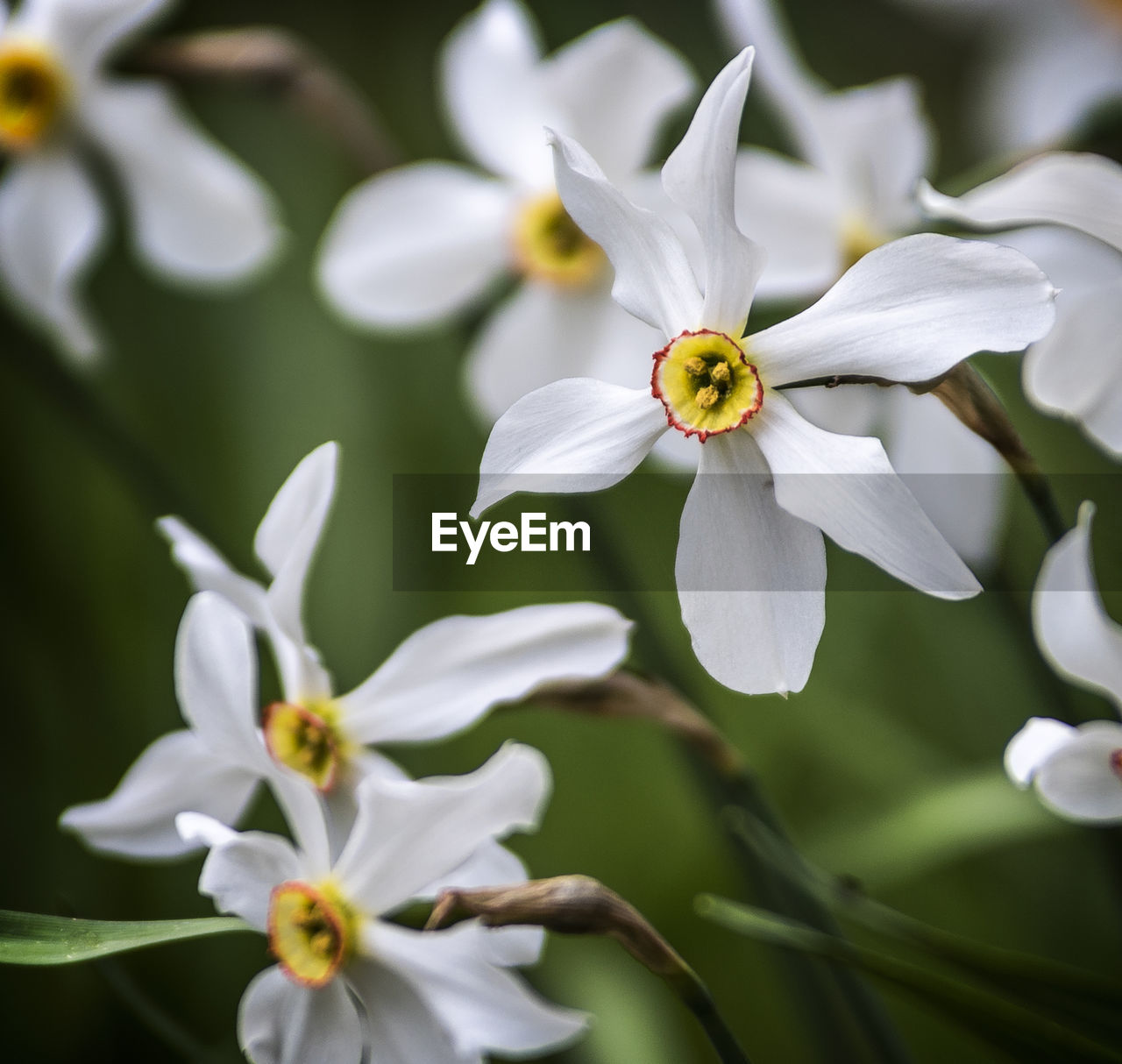 CLOSE-UP OF WHITE FLOWER