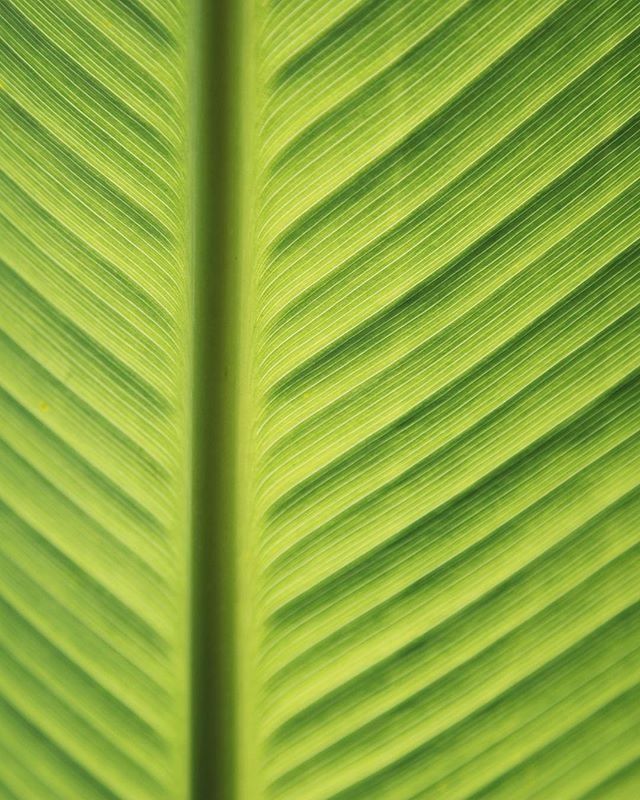 FULL FRAME SHOT OF GREEN PLANT