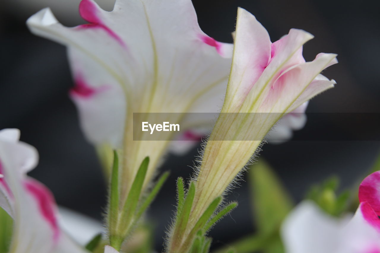 CLOSE-UP OF PINK FLOWER GROWING OUTDOORS