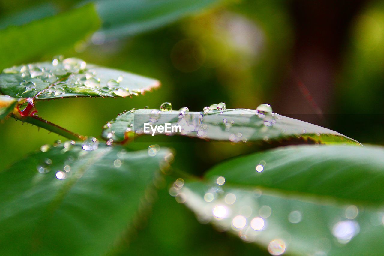 CLOSE-UP OF WATER DROPS ON LEAVES OF RAINDROPS ON PLANT
