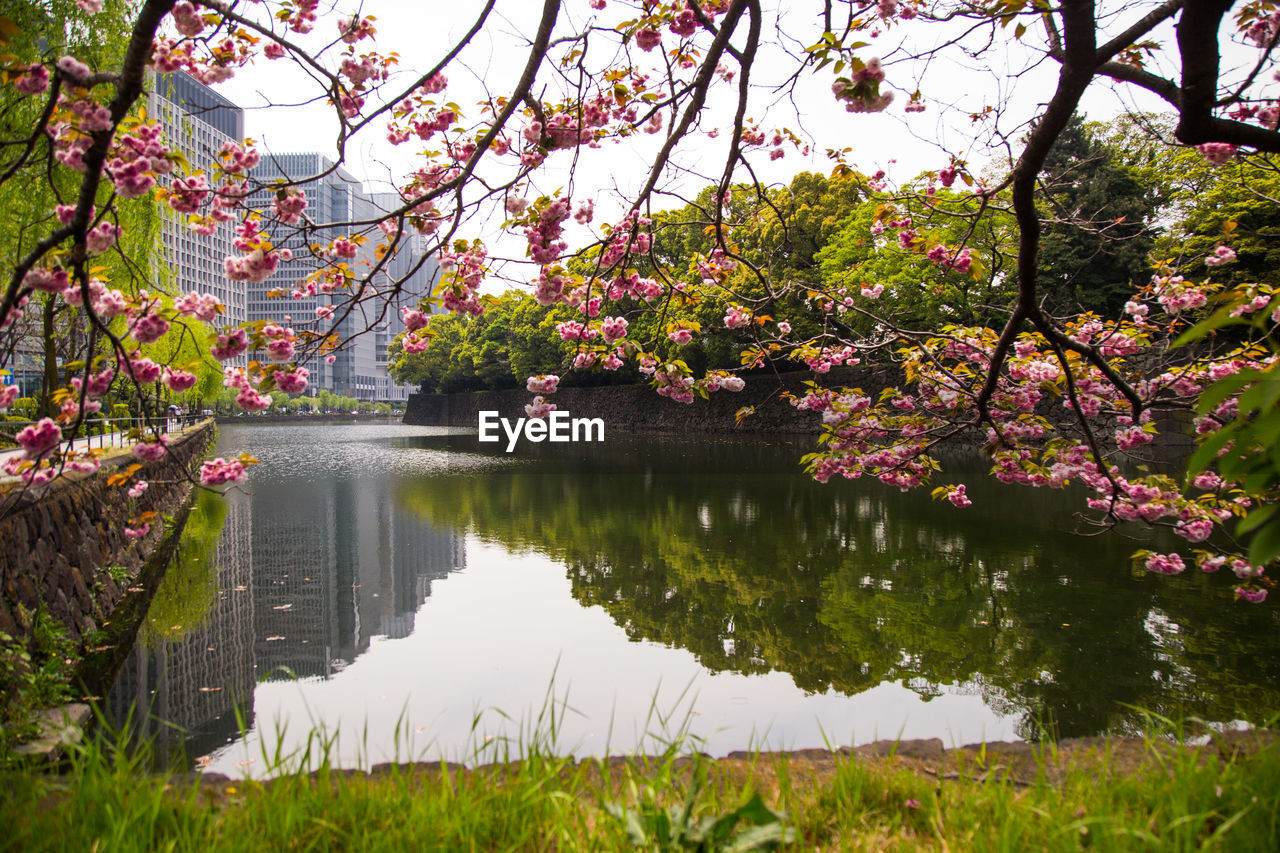 VIEW OF CHERRY BLOSSOM BY LAKE