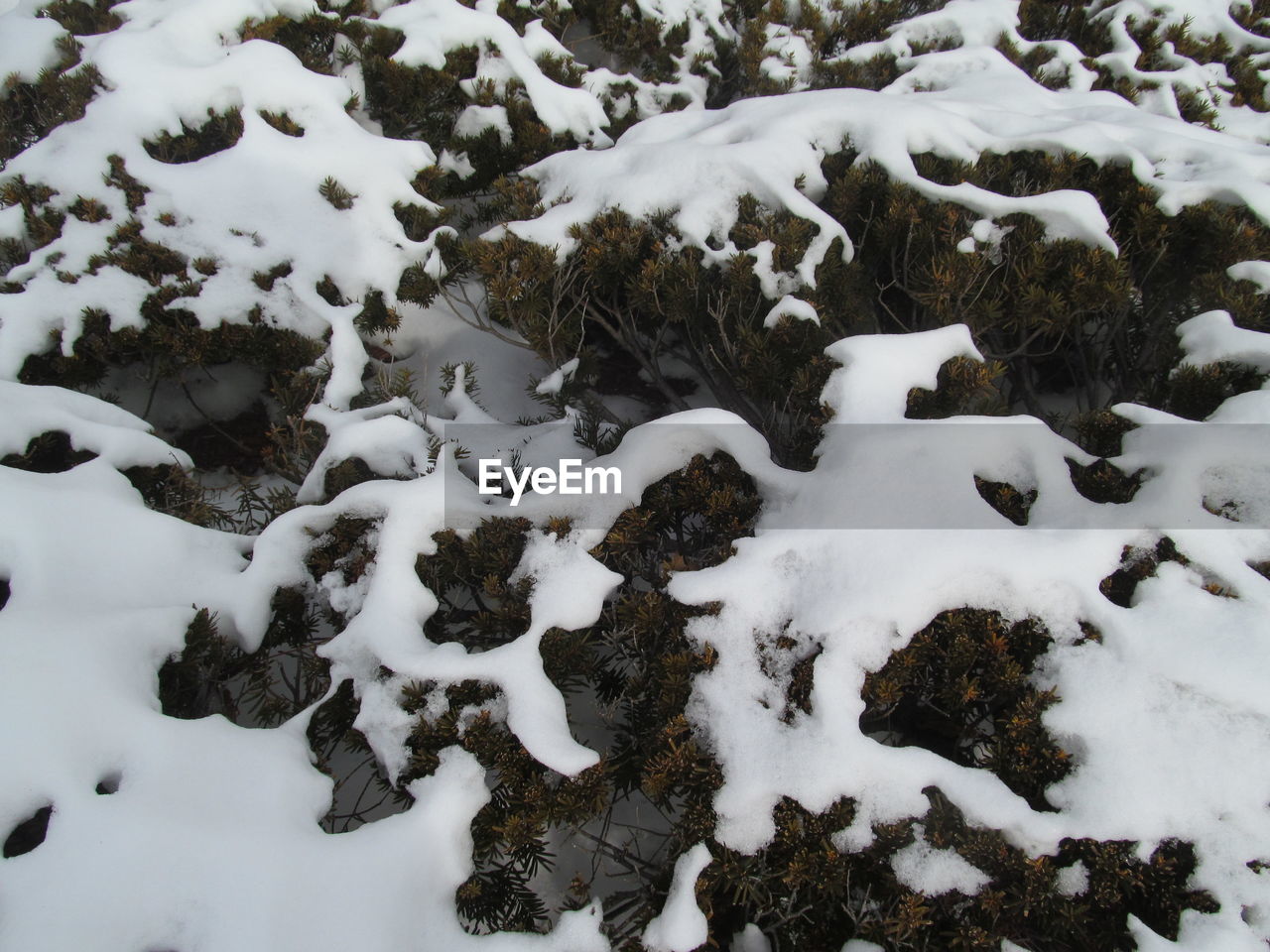 HIGH ANGLE VIEW OF SNOW COVERED PLANTS ON FIELD