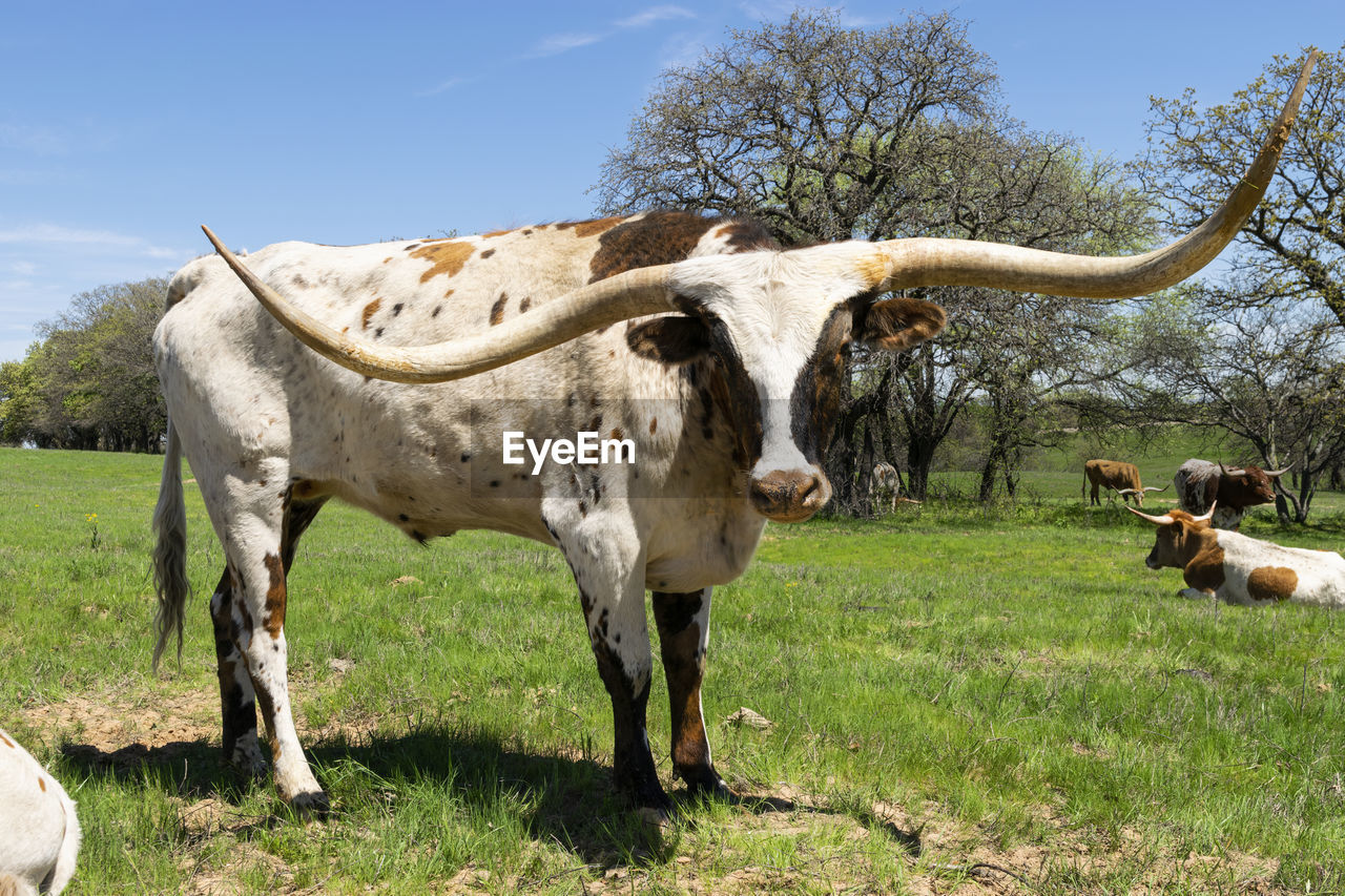 HORSE STANDING ON FIELD