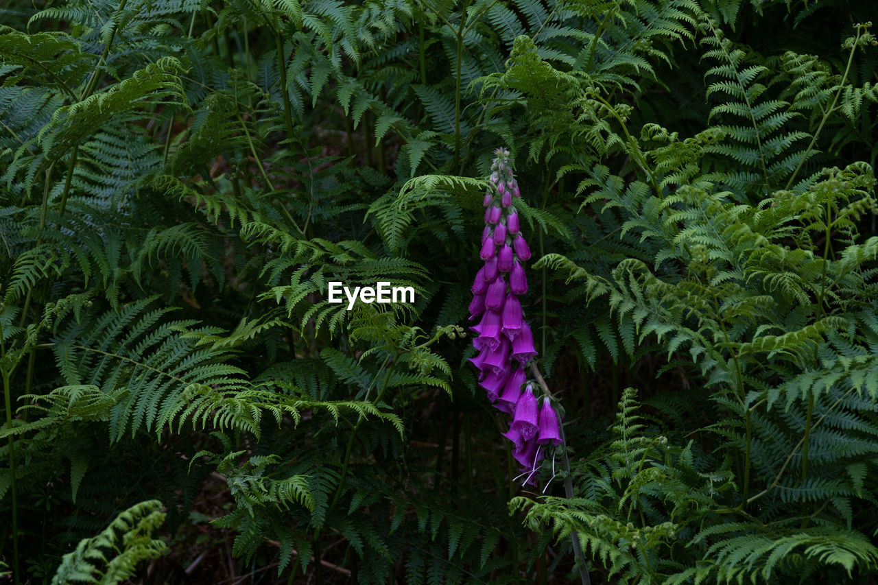 Plant growing on a tree