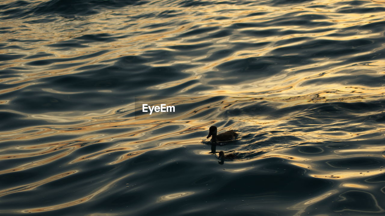 High angle view of bird swimming in lake